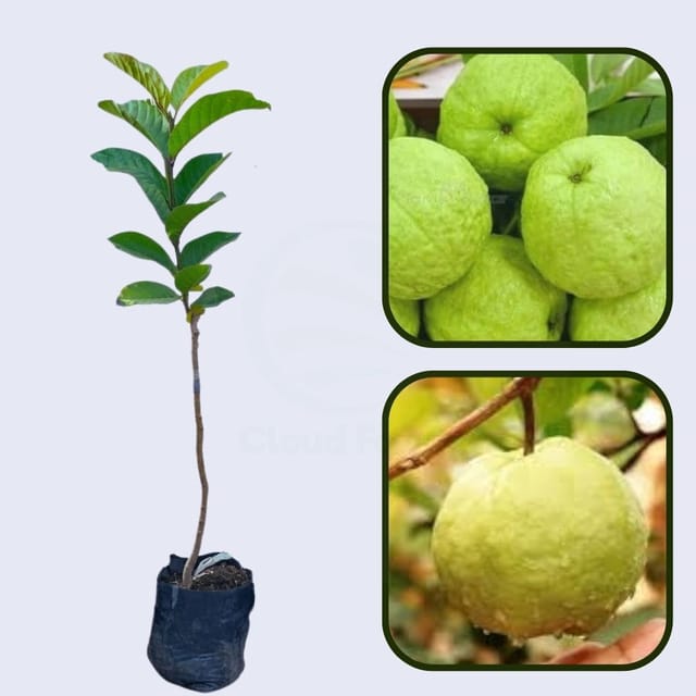 RCG-1 Guava Air Layered Healthy Fruit Plant