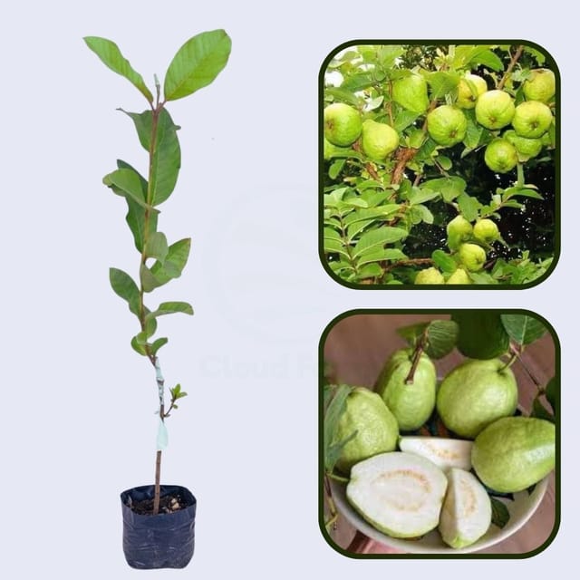 RCG-2 Guava Air Layered Healthy Fruit Plant