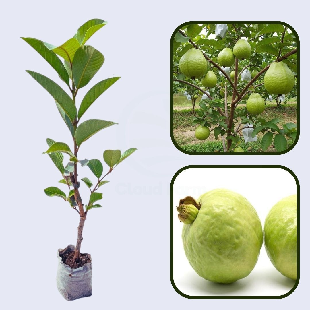 Pant Hybrid-7 Guava Air Layered Healthy Fruit Plant