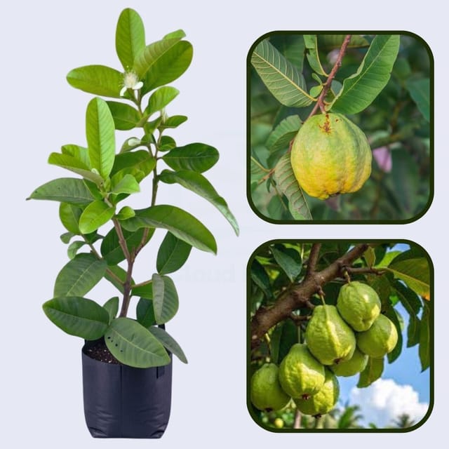 Pant Hybrid-8 Guava Air Layered Healthy Fruit Plant