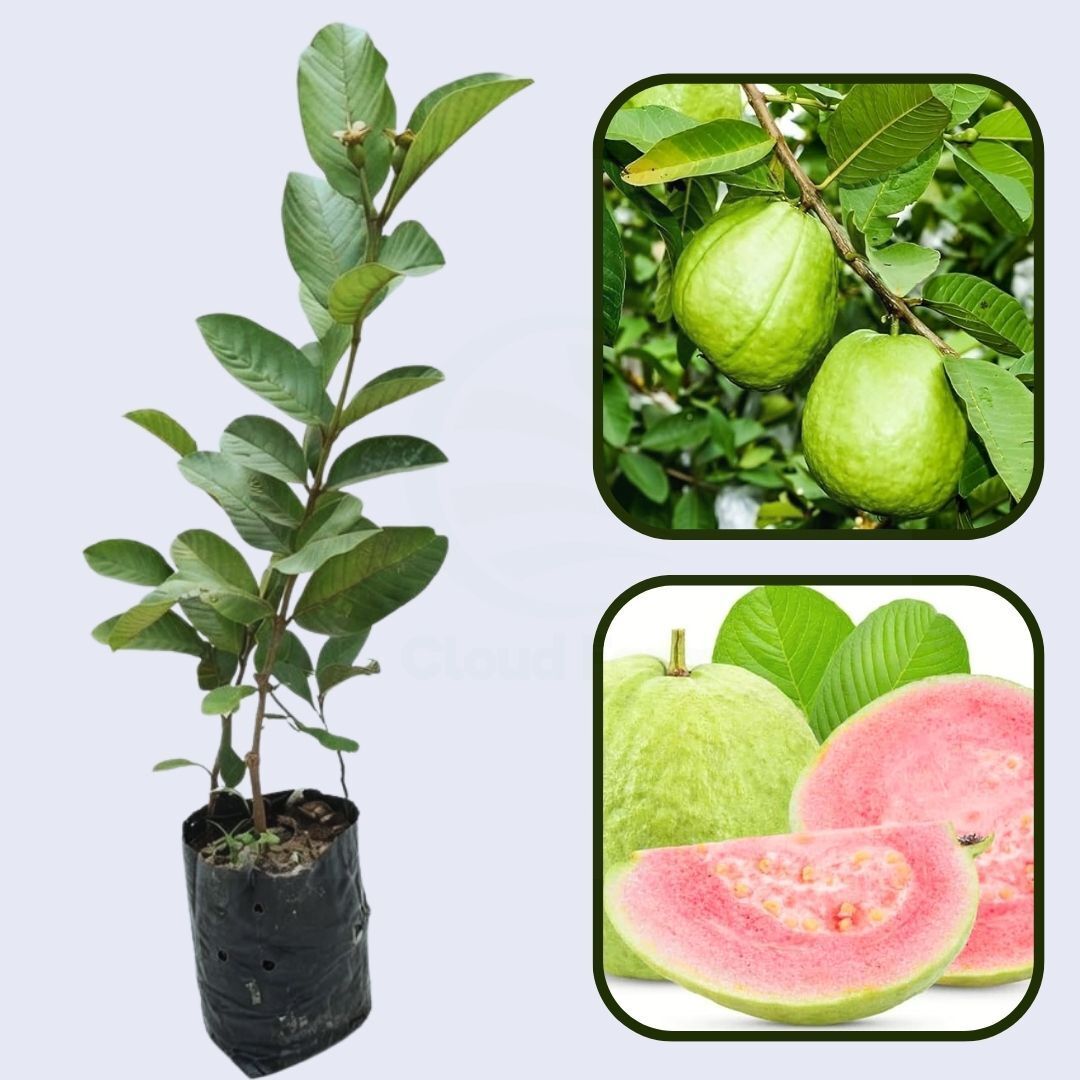 Hisar Pink Guava Air Layered Healthy Fruit Plant
