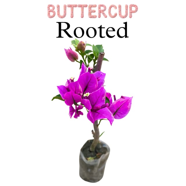 Bougainvillea Rooted Buttercup, Vibrant Pink Colour