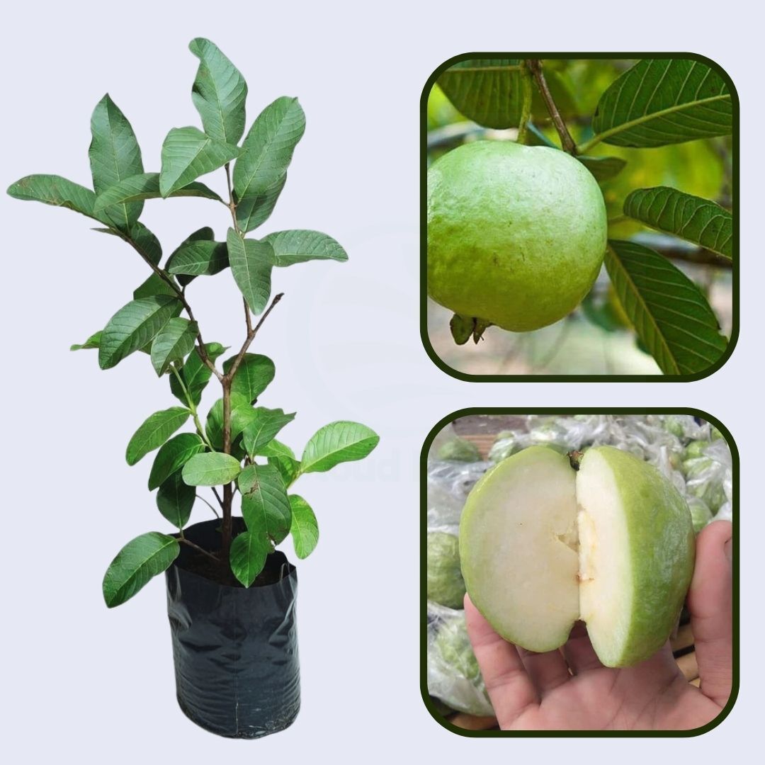 Hisar Seedless Guava Air Layered Healthy Fruit Plant