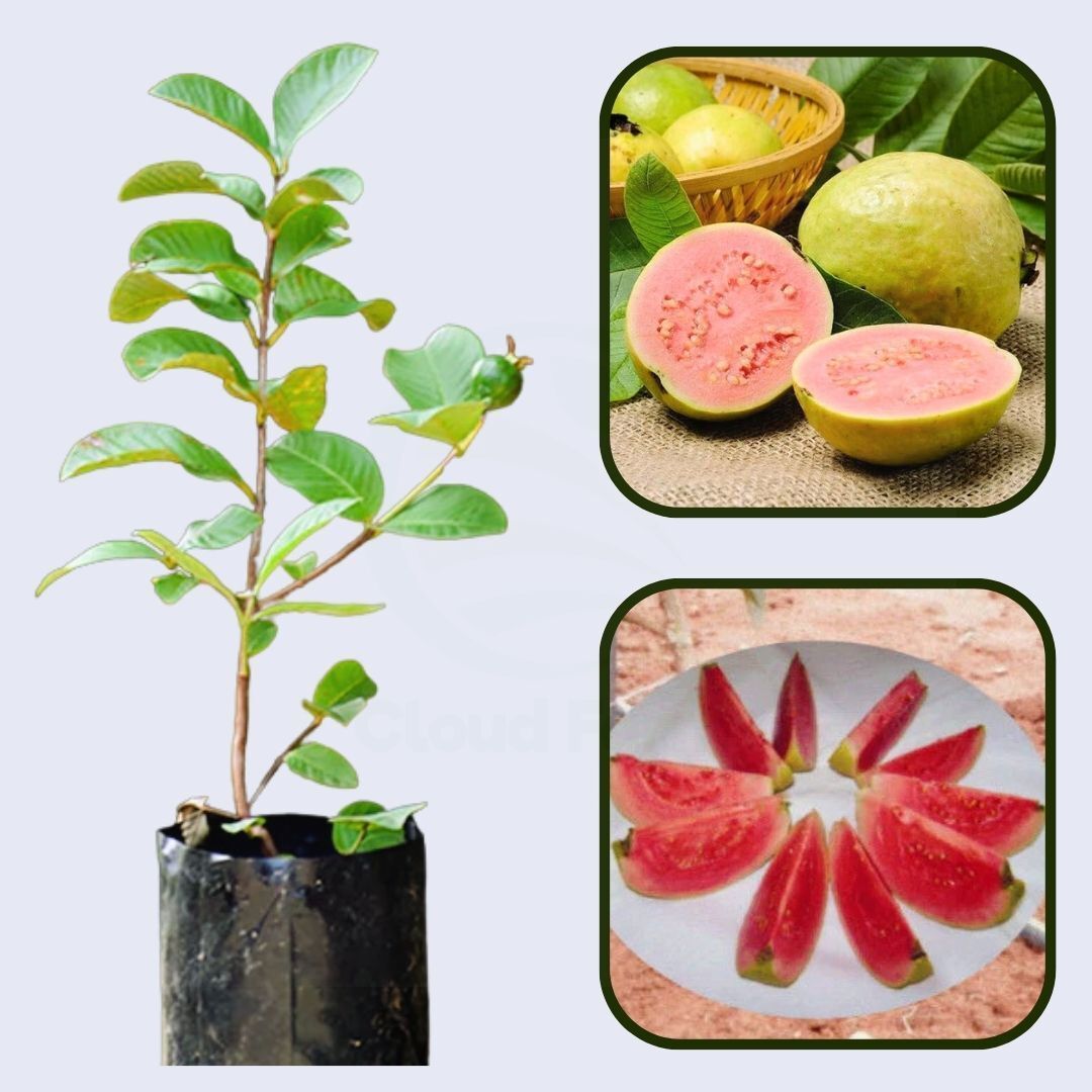 Arka Neelima Guava Air Layered Healthy Fruit Plant