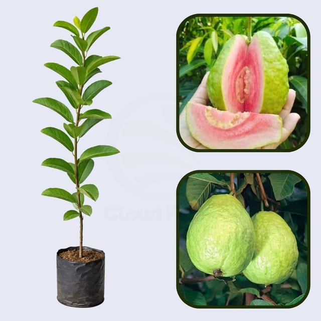 Arka Shyam Guava Air Layered Healthy Fruit Plant