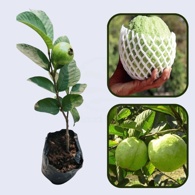 IIHR White Guava Air Layered Healthy Fruit Plant