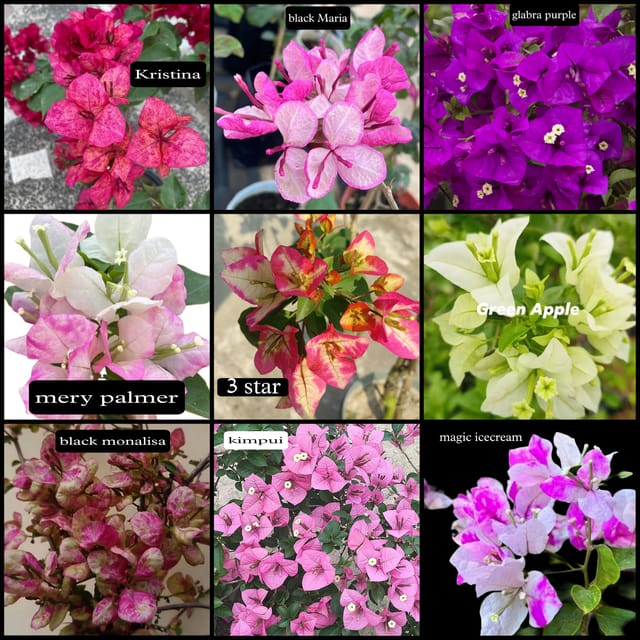 Bougainvillea 9 Varieties Combo Plants – Kristina, Black Maria, Black Monalisa, Green Apple, Deep Purple, Mary Palmer Special, Kimpui, 3 Star & Magic Ice Cream  (Pack of 9)