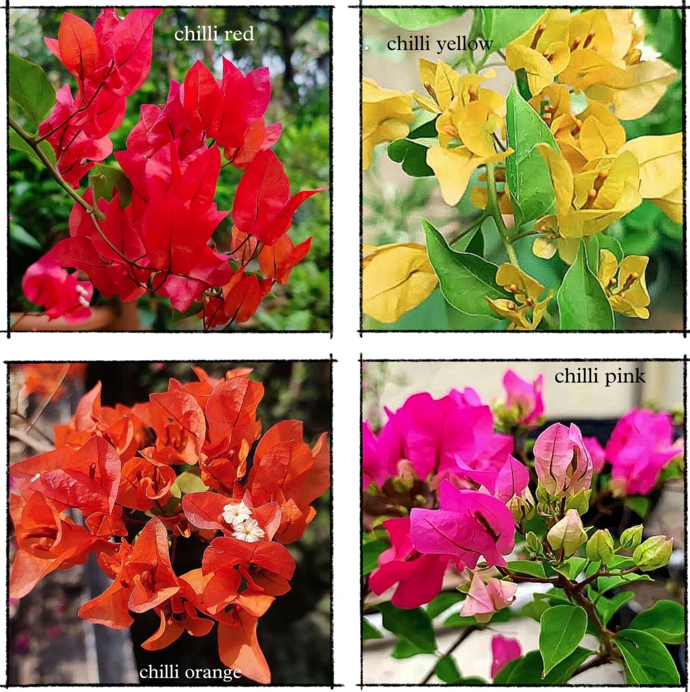 Bougainvillea Chilli Series Combo Plants – Chilli Red, Chilli Yellow, Chilli Orange & Chilli Pink