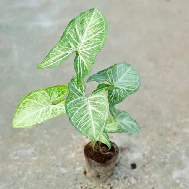 Syngonium Plant