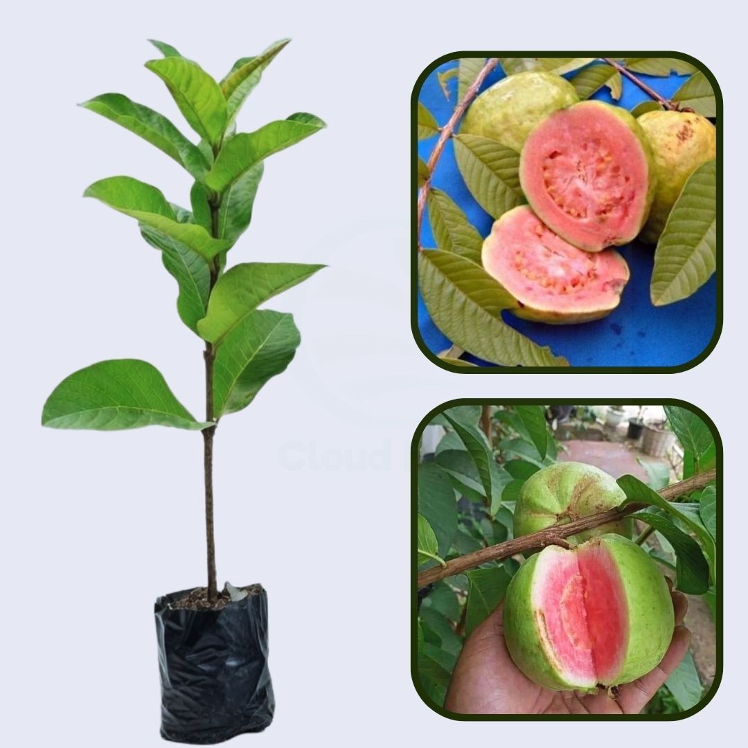 IIHR Pink Guava Air Layered Healthy Fruit Plant