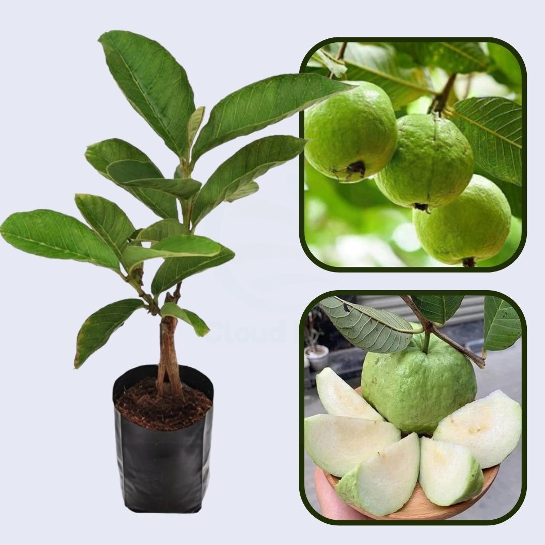 Lucknow Seedless Guava Air Layered Healthy Fruit Plant