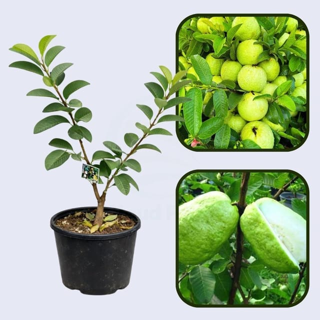 Banarasi White Guava Air Layered Healthy Fruit Plant