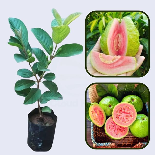 Chandigarh Pink Guava Air Layered Healthy Fruit Plant