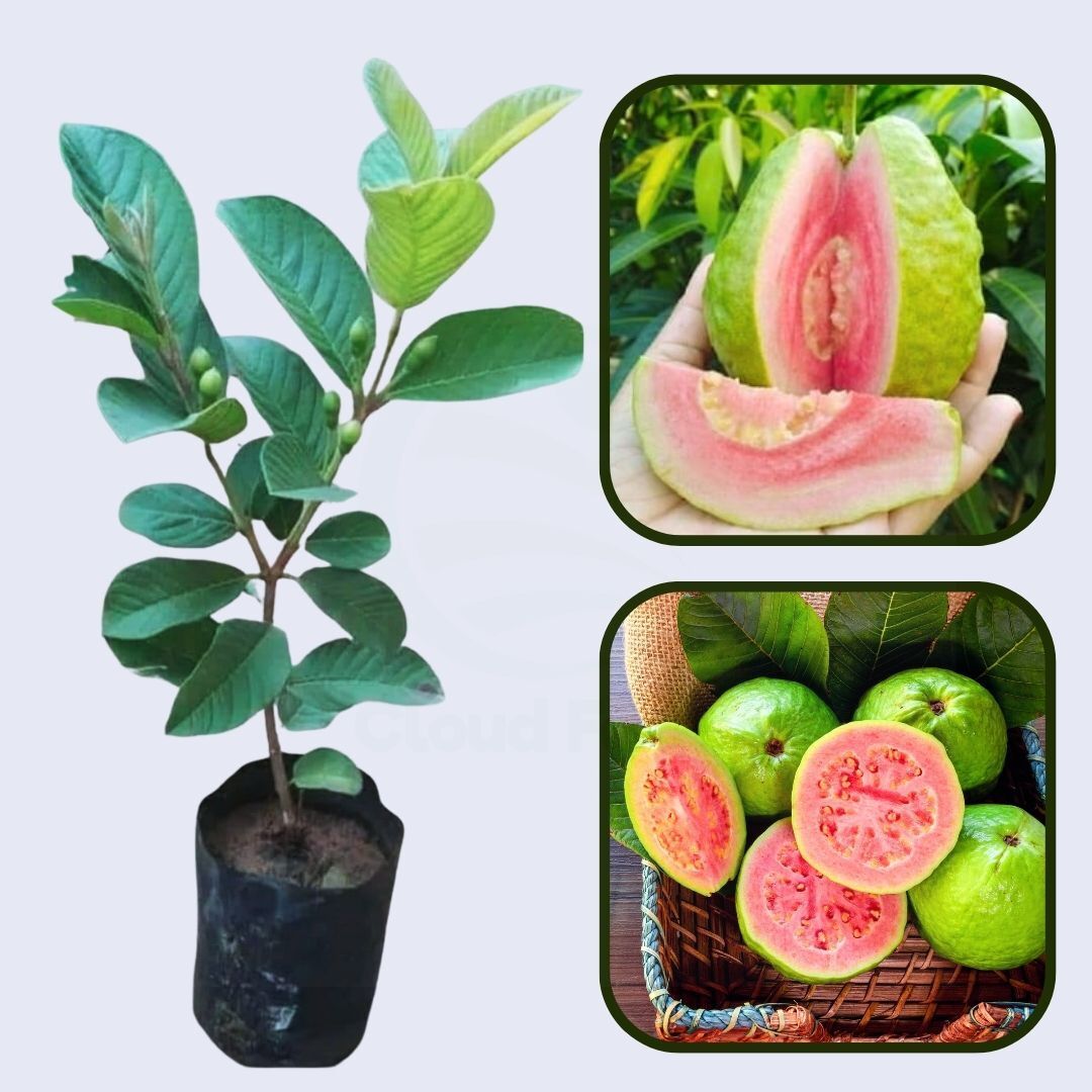 Chandigarh Pink Guava Air Layered Healthy Fruit Plant