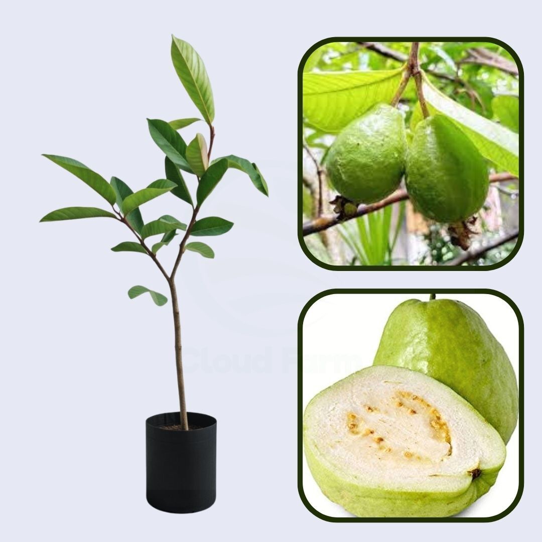 Ganga White Guava Air Layered Healthy Fruit Plant