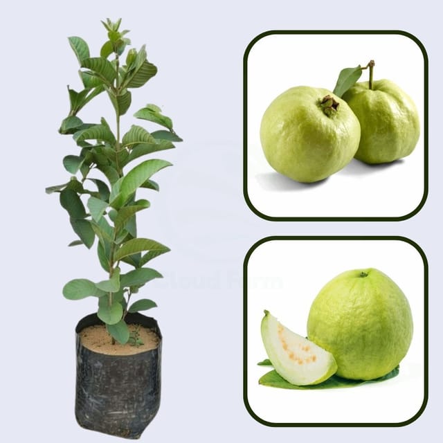Sabarmati White Guava Air Layered Healthy Fruit Plant
