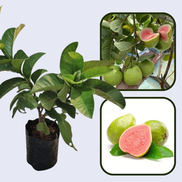 Kaveri Pink Guava Air Layered Healthy Fruit Plant Kaveri Pink Guava Air Layered Healthy Fruit Plant