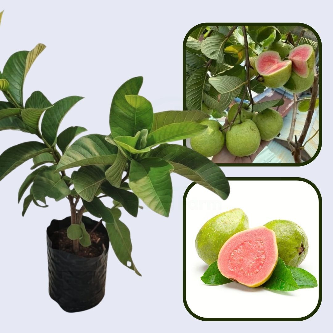 Kaveri Pink Guava Air Layered Healthy Fruit Plant