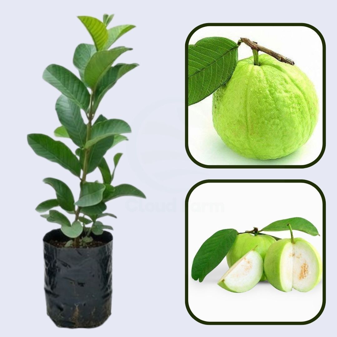 Krishna White Guava Air Layered Healthy Fruit Plant