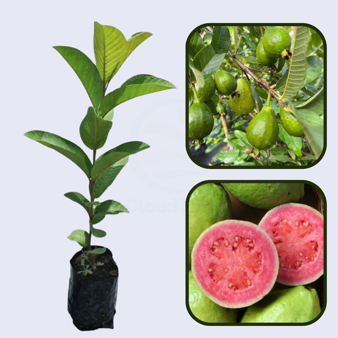 Godavari Pink Guava Air Layered Healthy Fruit Plant