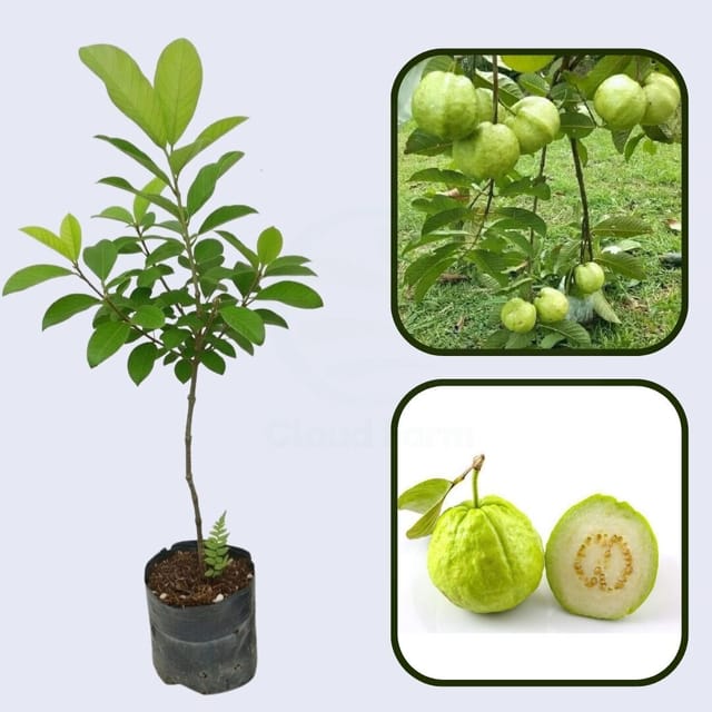 Narmada White Guava Air Layered Healthy Fruit Plant