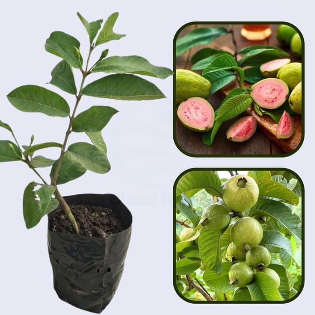 Tapti Pink Guava Air Layered Healthy Fruit Plant