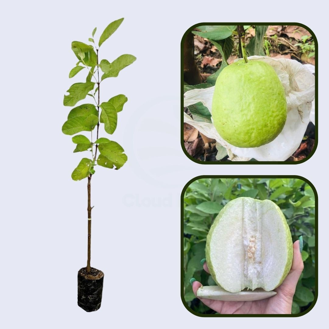 Mahanadi White Guava Air Layered Healthy Fruit Plant
