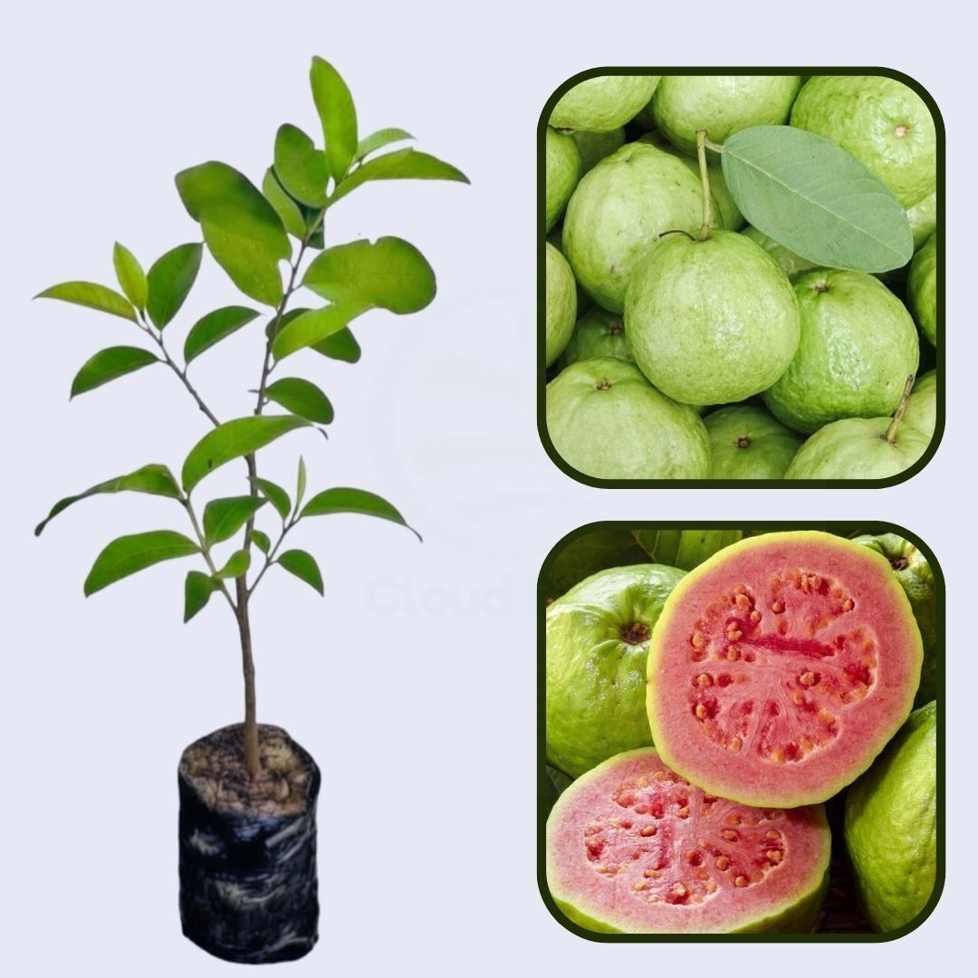Paluma Guava Air Layered Healthy Fruit Plant
