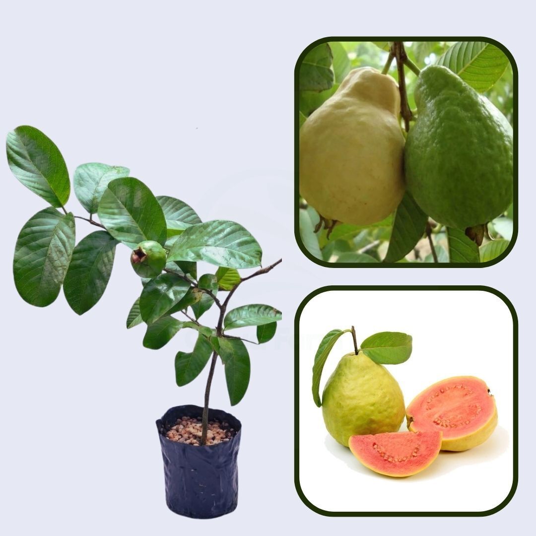 Pedro Sato Guava Air Layered Healthy Fruit Plant