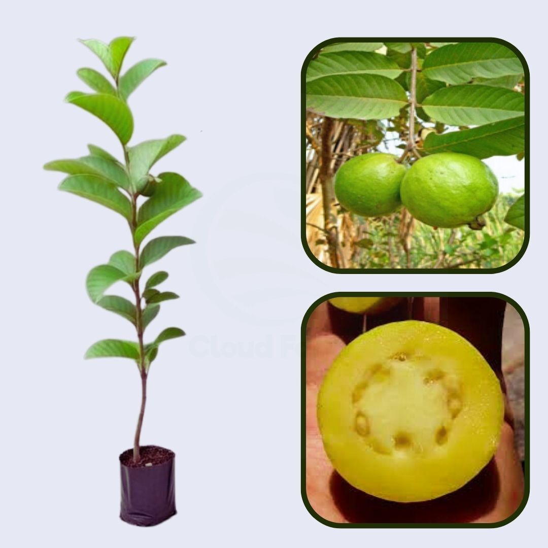 Rica Guava Air Layered Healthy Fruit Plant