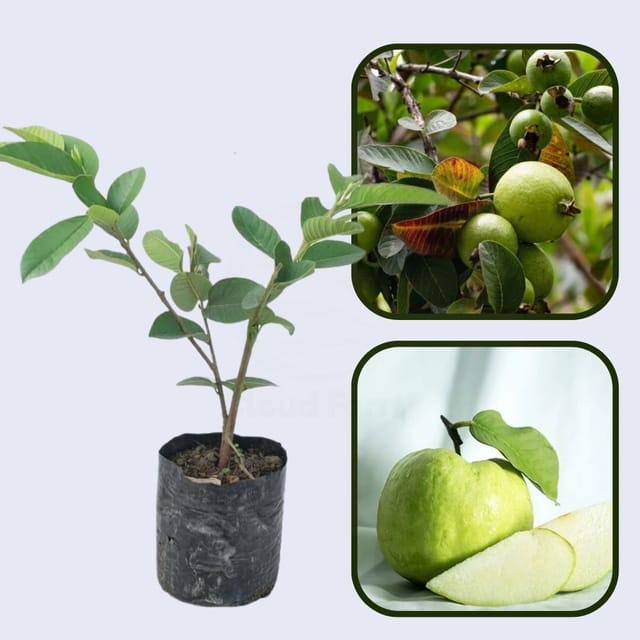Sassaoka Guava Air Layered Healthy Fruit Plant Sassaoka Guava Air Layered Healthy Fruit Plant