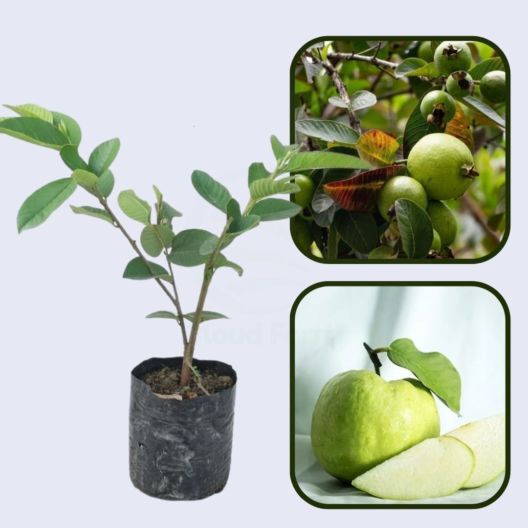 Sassaoka Guava Air Layered Healthy Fruit Plant