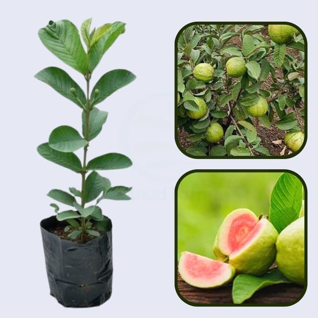 Kumagai Guava Air Layered Healthy Fruit Plant Kumagai Guava Air Layered Healthy Fruit Plant