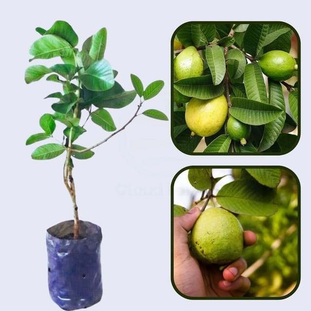 Ogawa Guava Air Layered Healthy Fruit Plant Ogawa Guava Air Layered Healthy Fruit Plant