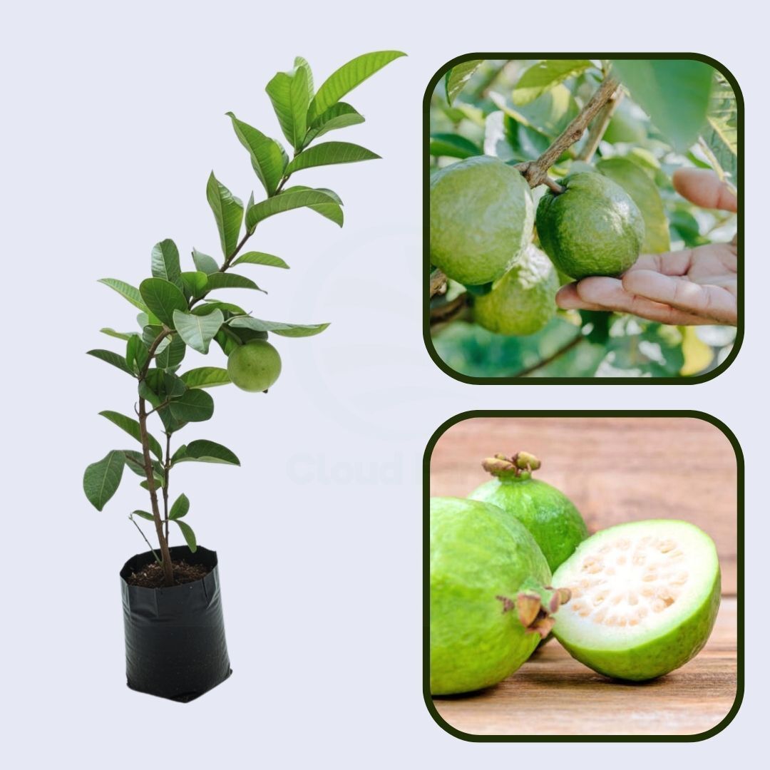 IAC-4 Guava Air Layered Healthy Fruit Plant