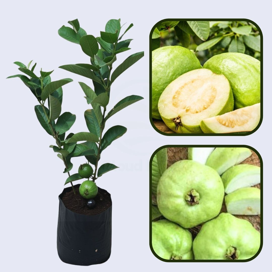 IAC-5 Guava Air Layered Healthy Fruit Plant