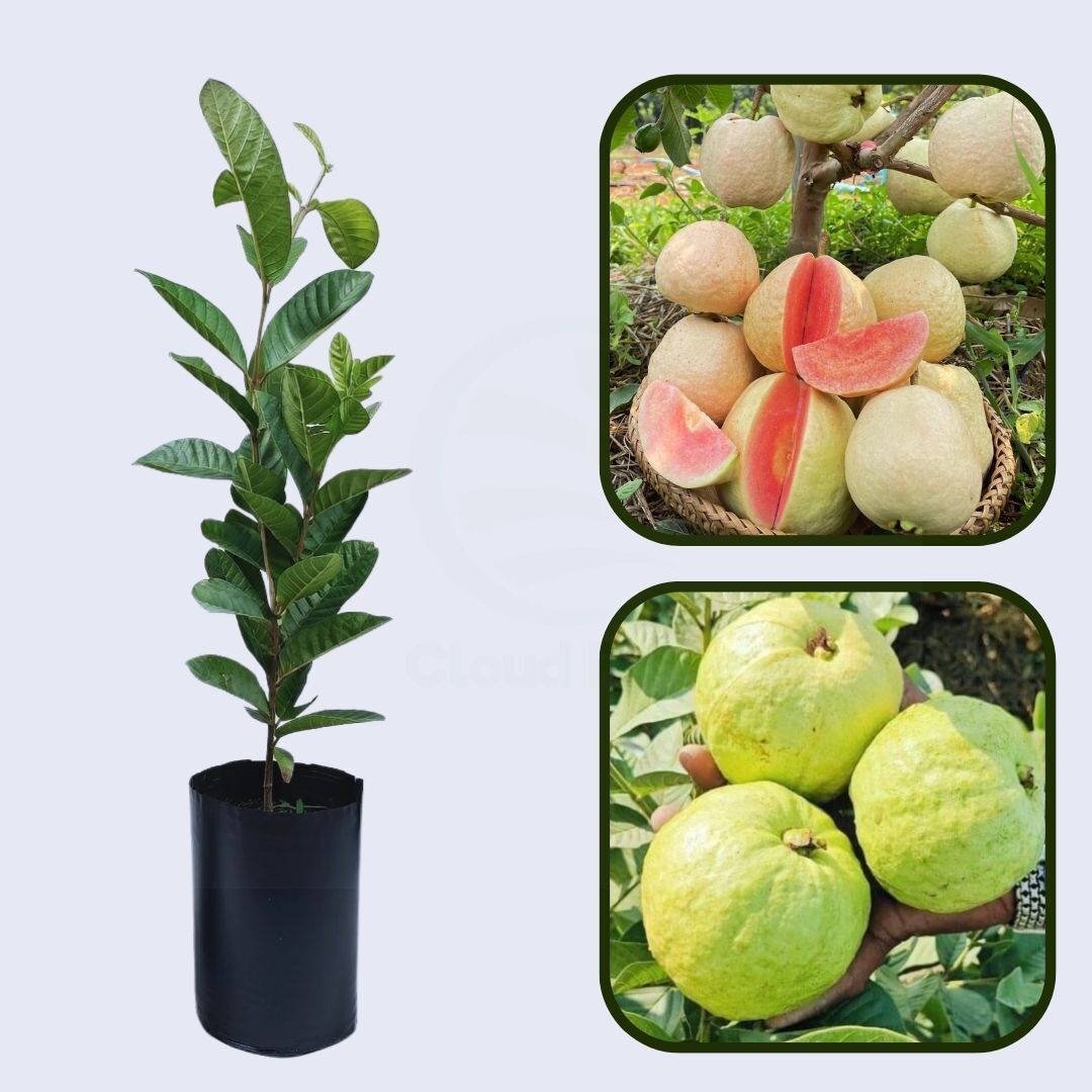IAC-6 Guava Air Layered Healthy Fruit Plant