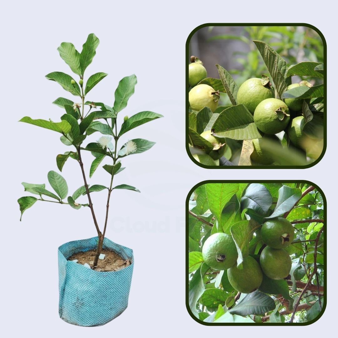 Cortibel 4 Guava Air Layered Healthy Fruit Plant