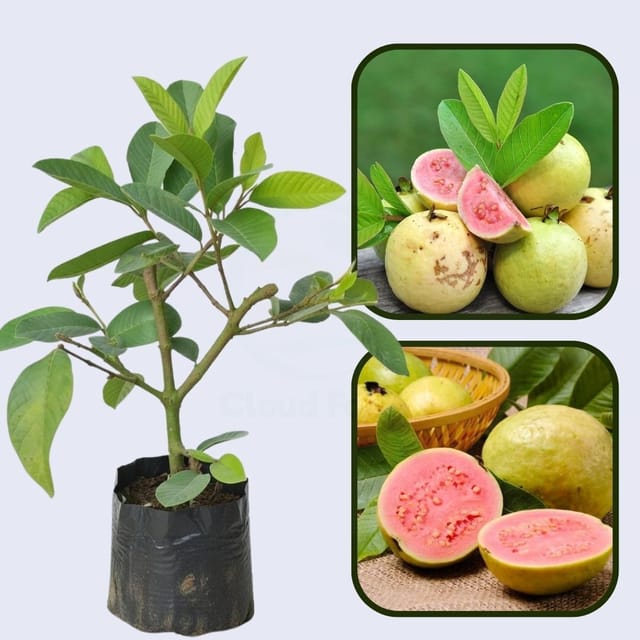 Século XXI Guava Air Layered Healthy Fruit Plant