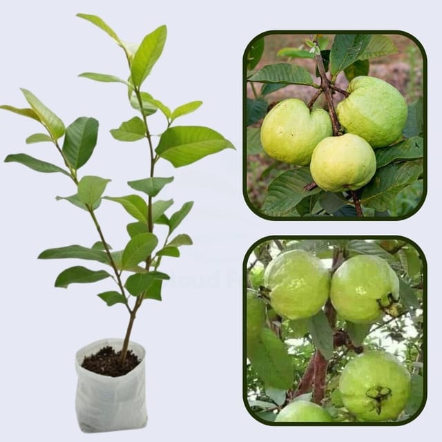 Valinhos Guava Air Layered Healthy Fruit Plant Valinhos Guava Air Layered Healthy Fruit Plant