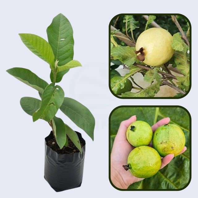 Tailandesa Guava Air Layered Healthy Fruit Plant