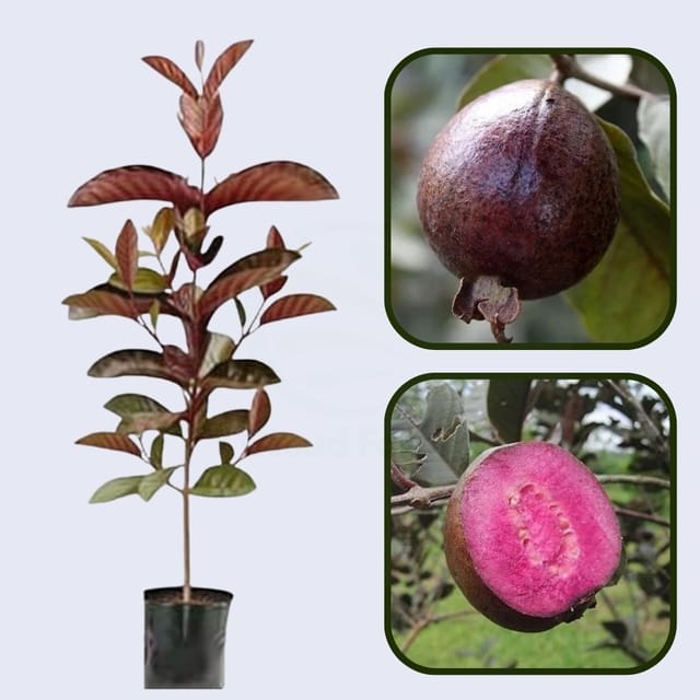 Roxa Guava Air Layered Healthy Fruit Plant