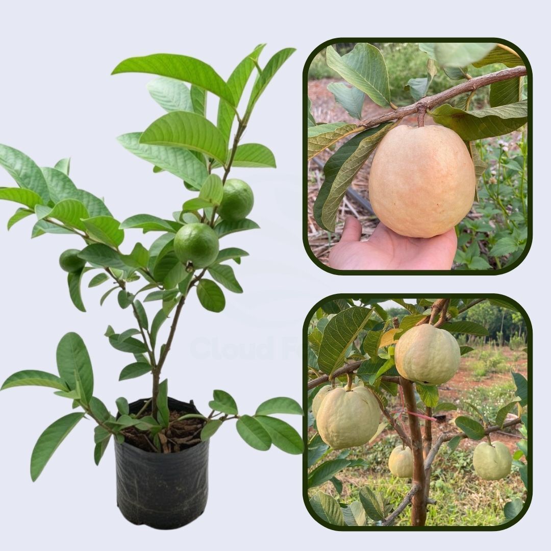 Vermelha Guava Air Layered Healthy Fruit Plant