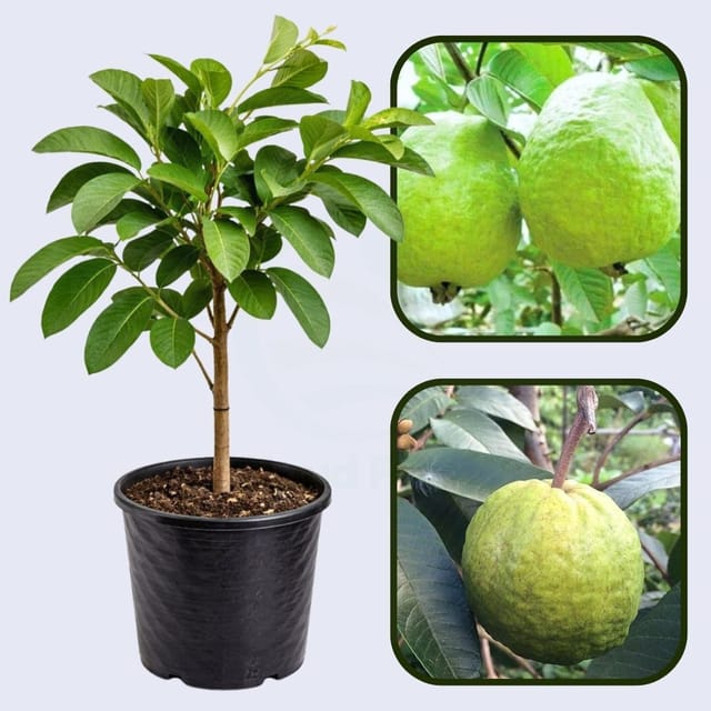 Branca Guava Air Layered Healthy Fruit Plant