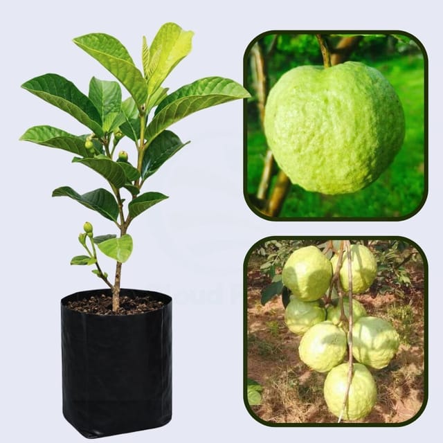 Campinas Guava Air Layered Healthy Fruit Plant
