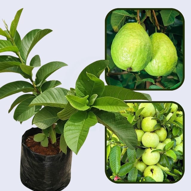 Arapongas Guava Air Layered Healthy Fruit Plant