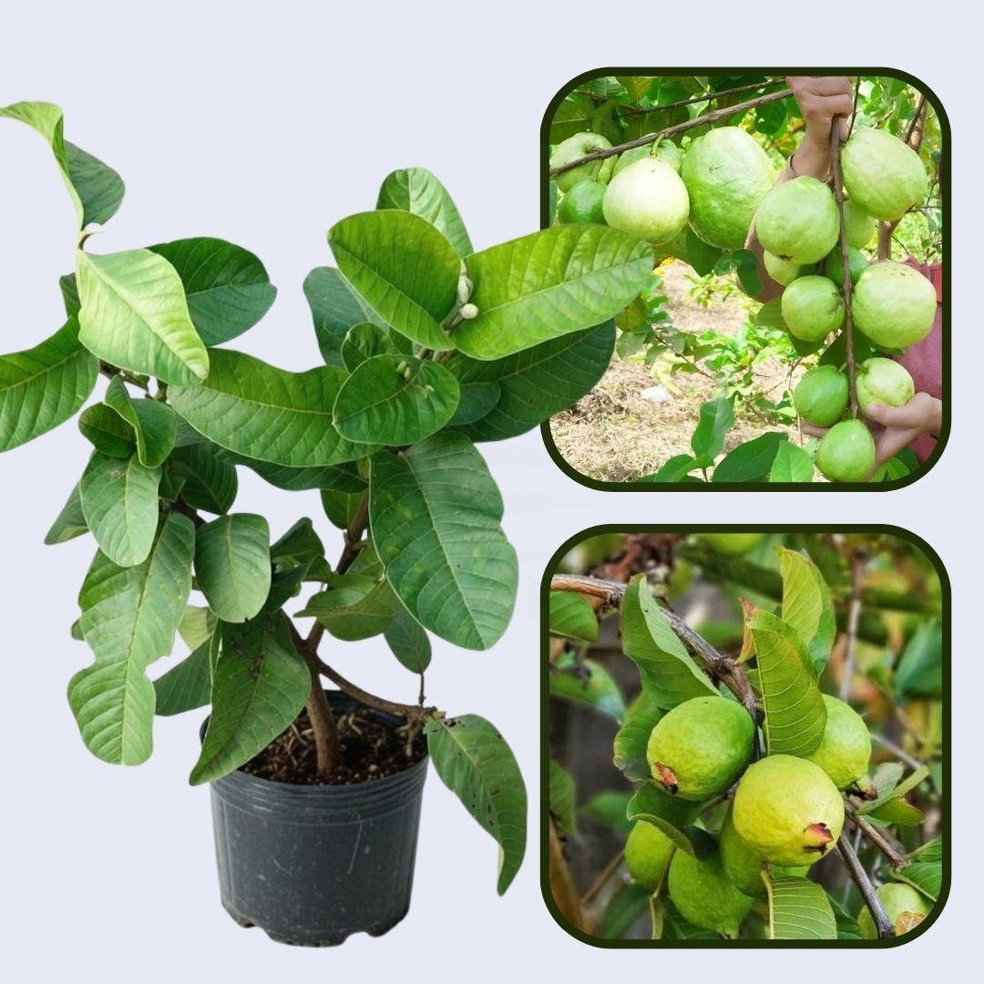 Monte Alto Guava Air Layered Healthy Fruit Plant