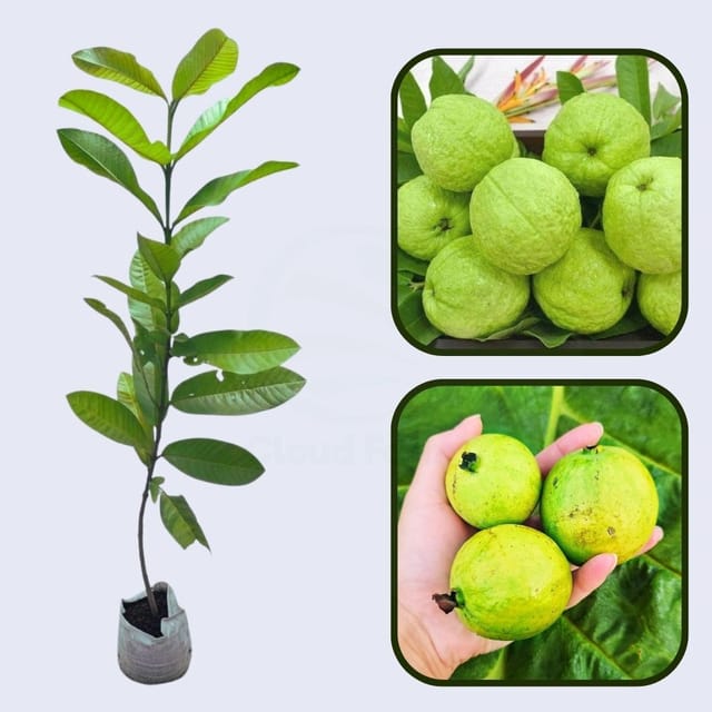 Piracicaba Guava Air Layered Healthy Fruit Plant