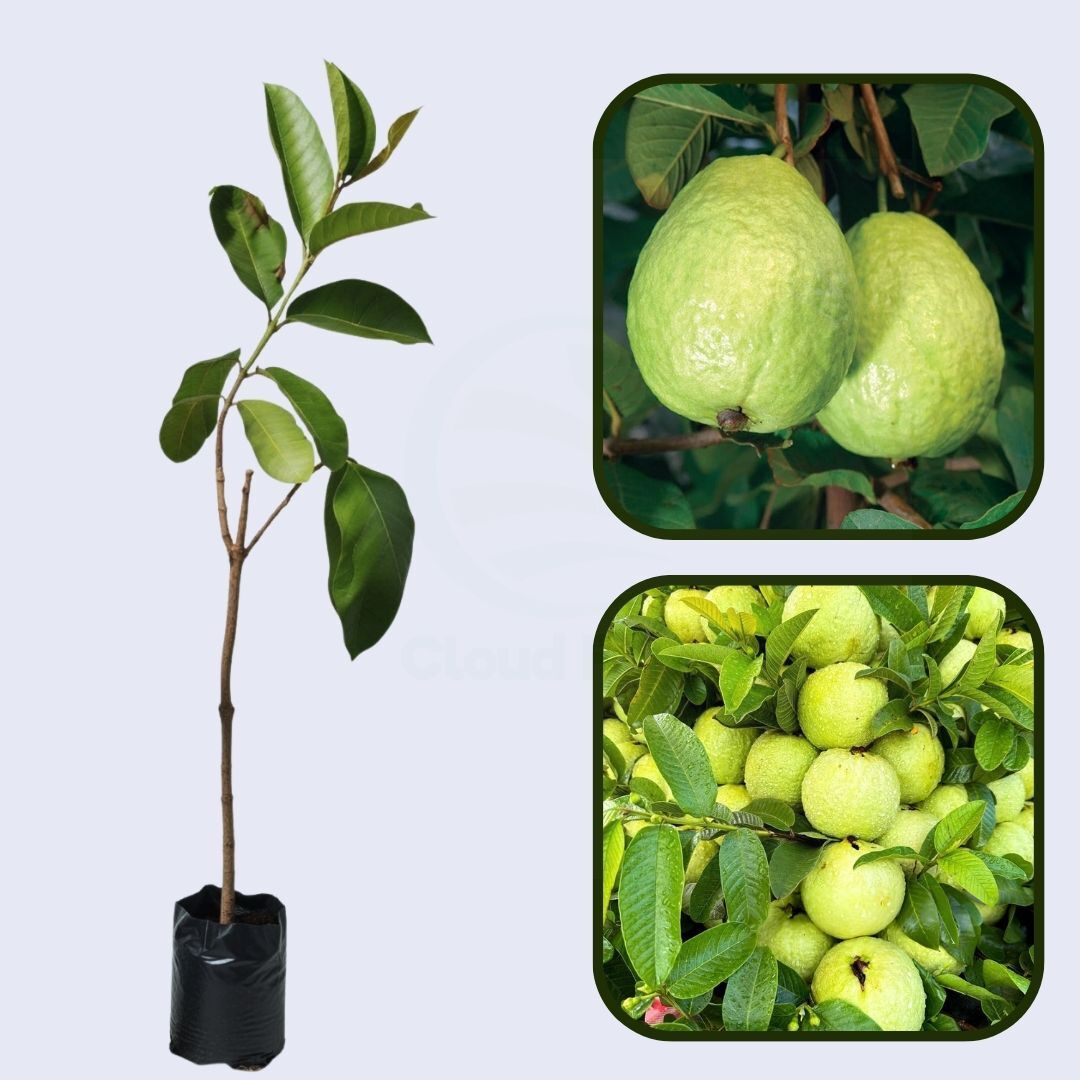 Itaquera Guava Air Layered Healthy Fruit Plant
