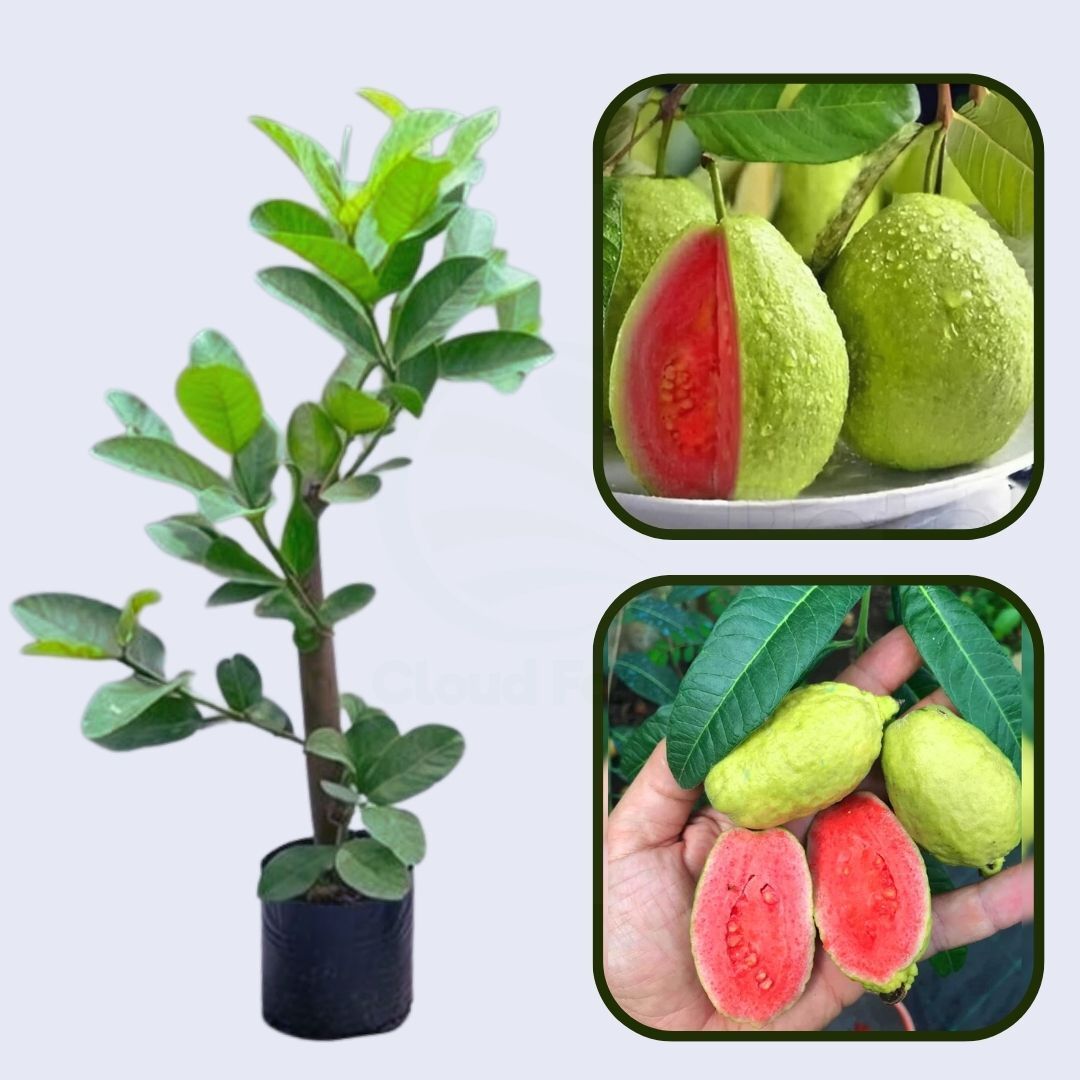 Paulista Guava Air Layered Healthy Fruit Plant